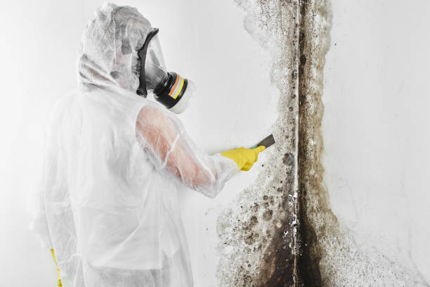 Best DIY Mold Remediation Support Services in Lakehills, TX