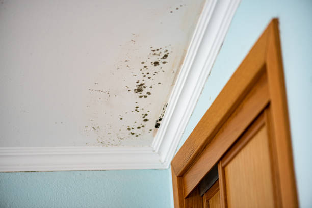 Best White Mold Remediation in Lakehills, TX