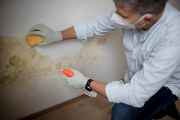 Best Black Mold Remediation in Lakehills, TX
