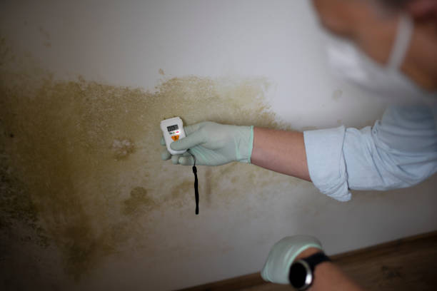 Best Commercial Mold Remediation in Lakehills, TX