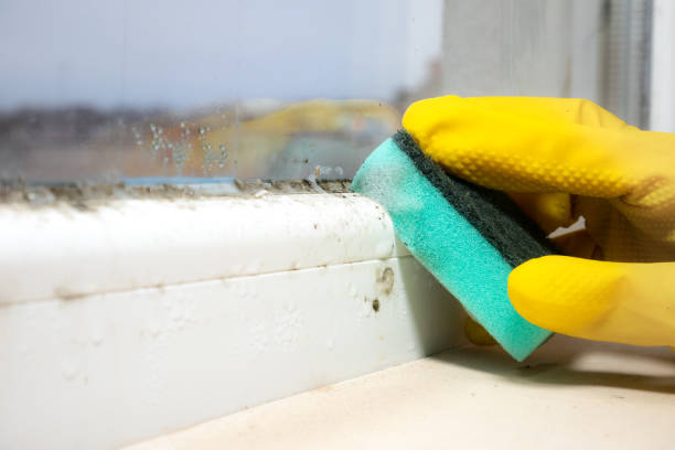Best Post-Flood Mold Remediation in Lakehills, TX