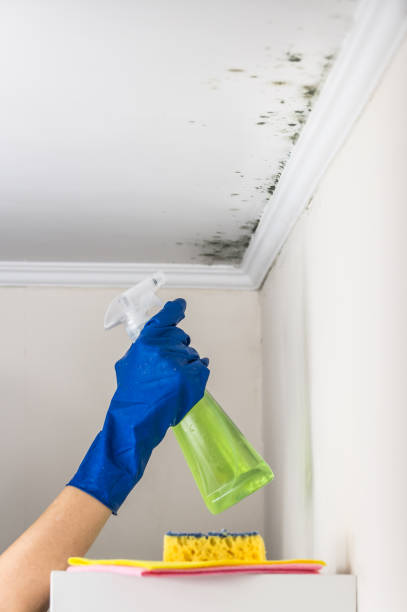 Best Industrial Mold Remediation in Lakehills, TX